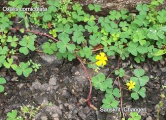 Oxalis corniculata